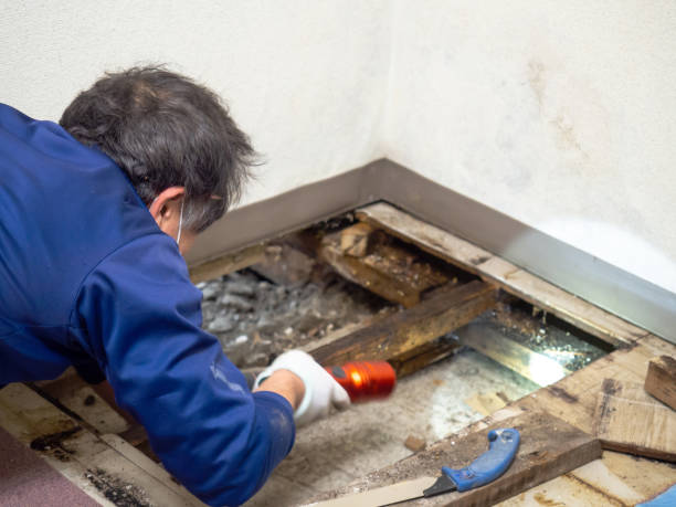 Best Mold Testing  in Burney, CA