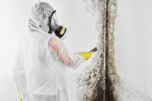 Best Mold Damage Repair  in Burney, CA
