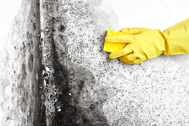 Best Mold Removal Process  in Burney, CA