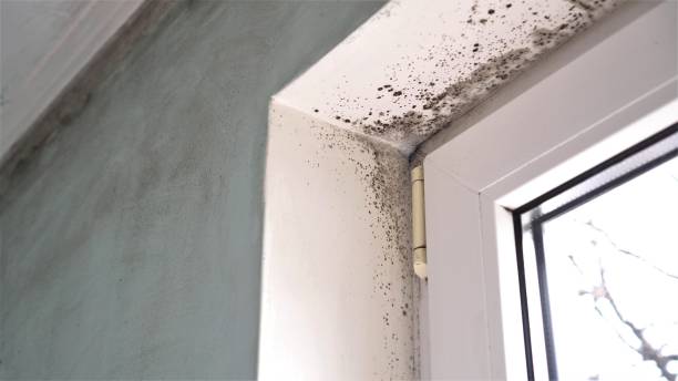 Best Mold Removal Company Near Me  in Burney, CA