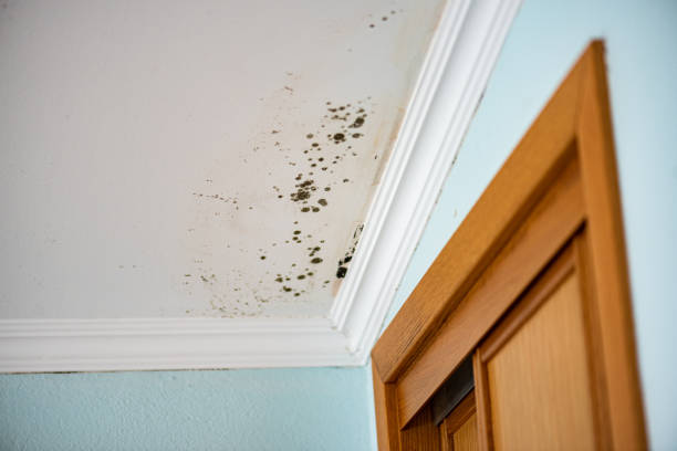 Best Local Mold Removal Service  in Burney, CA
