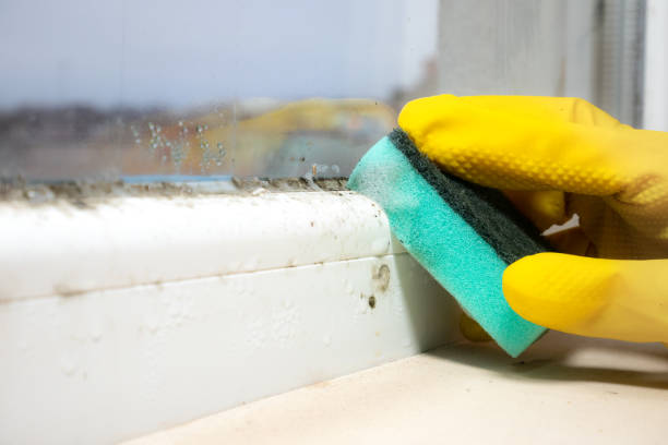 Best Commercial Mold Removal  in Burney, CA