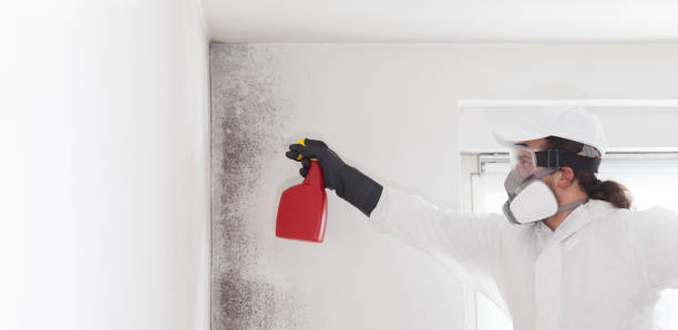 Reliable Burney, CA Mold Removal Solutions