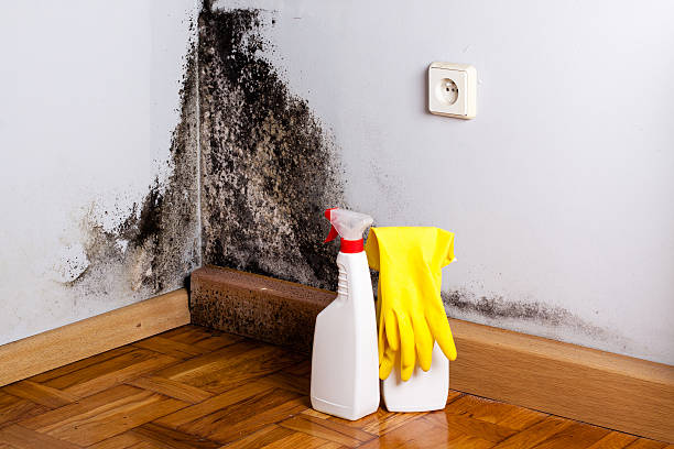 Best Emergency Mold Removal  in Burney, CA