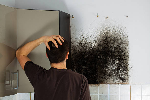 Best Certified Mold Removal  in Burney, CA