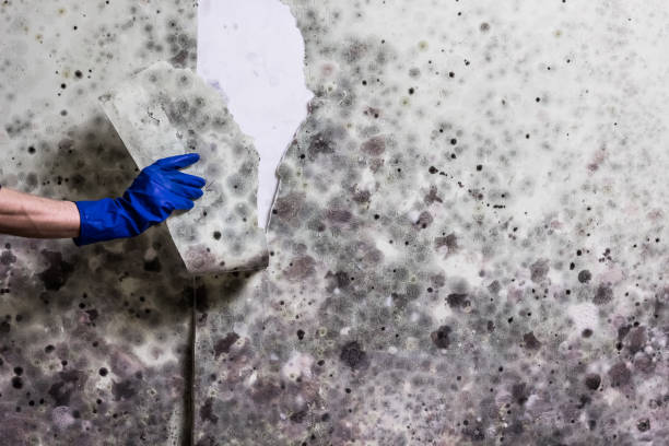 Best Home Mold Removal  in Burney, CA