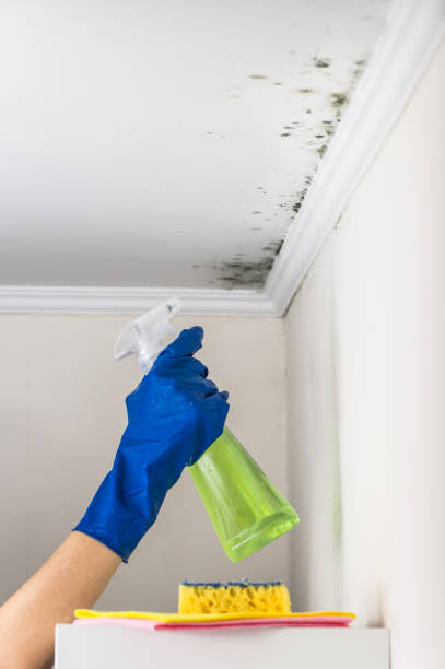 Best Toxic Mold Removal  in Burney, CA